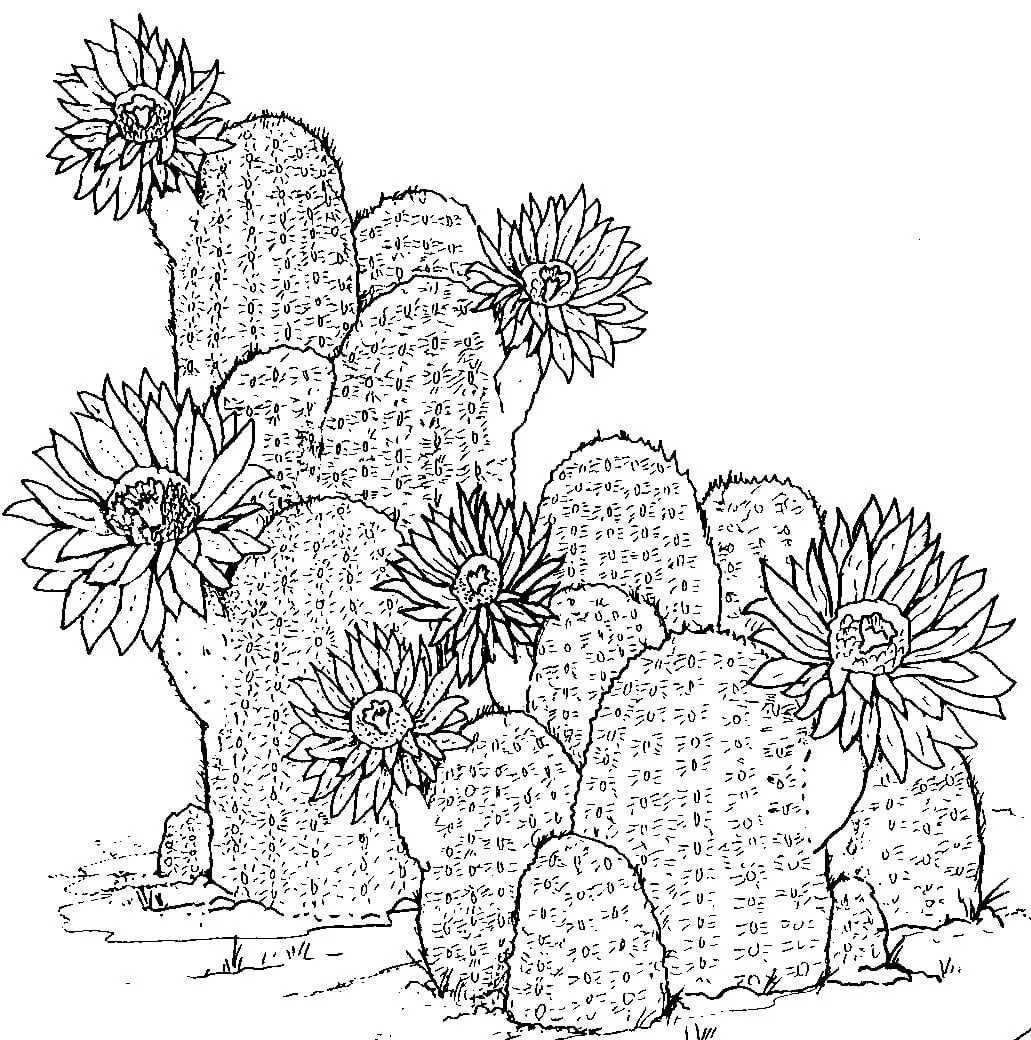 Cactus 20